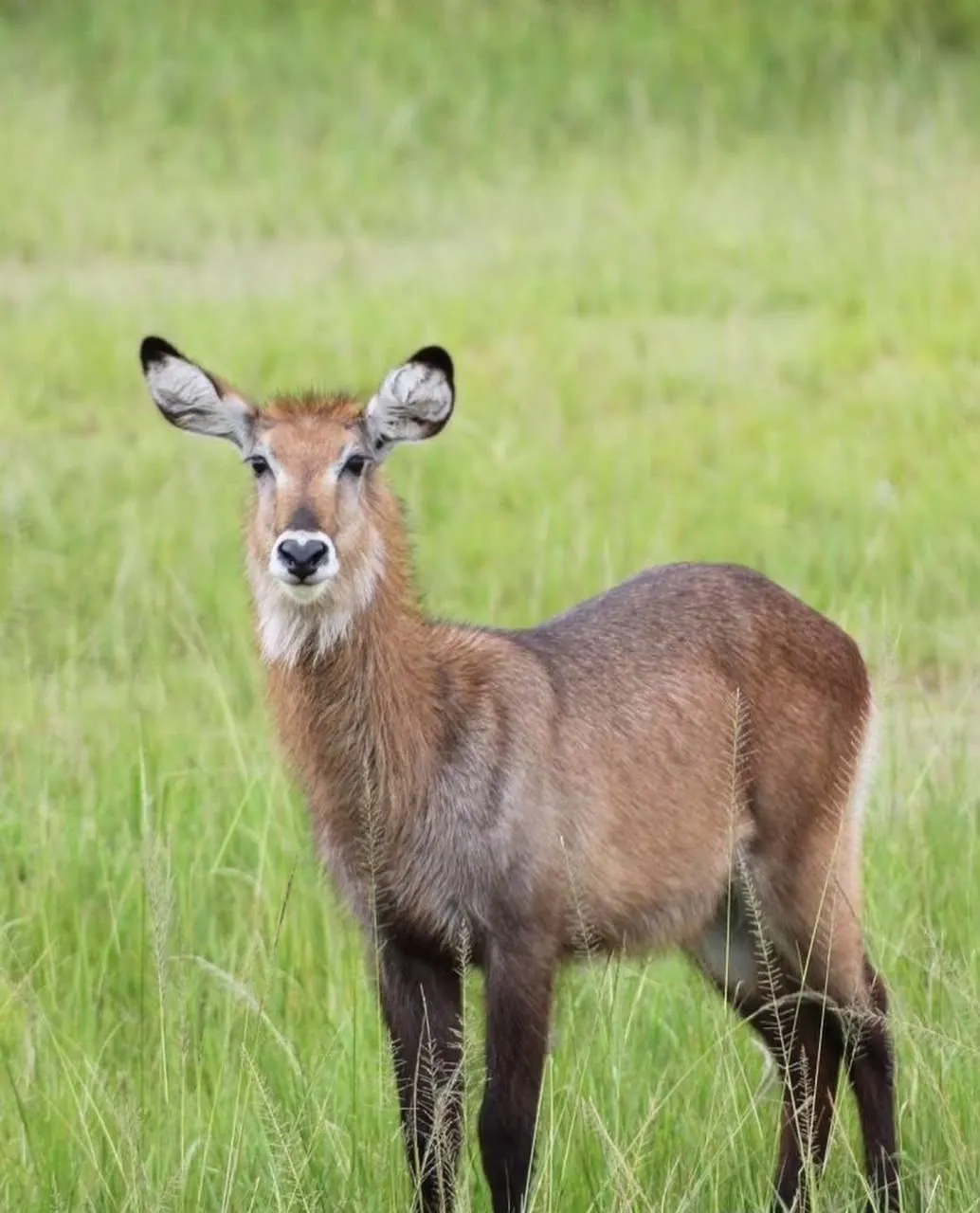 Antelope