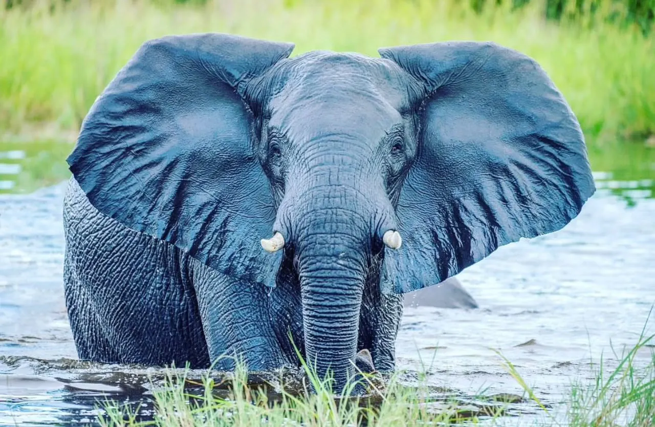 Elephants