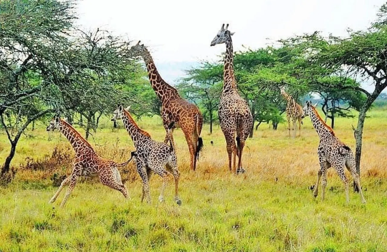 Giraffes