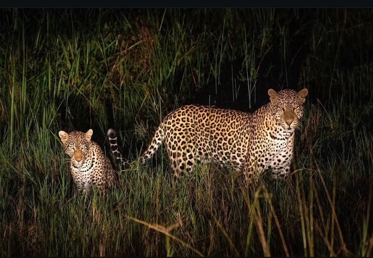Leopards