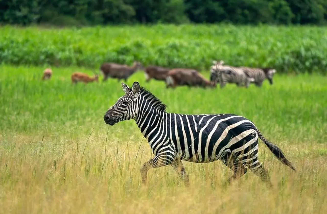 Zebras
