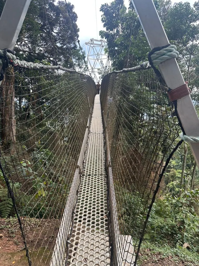 Nyungwe canopy walkway