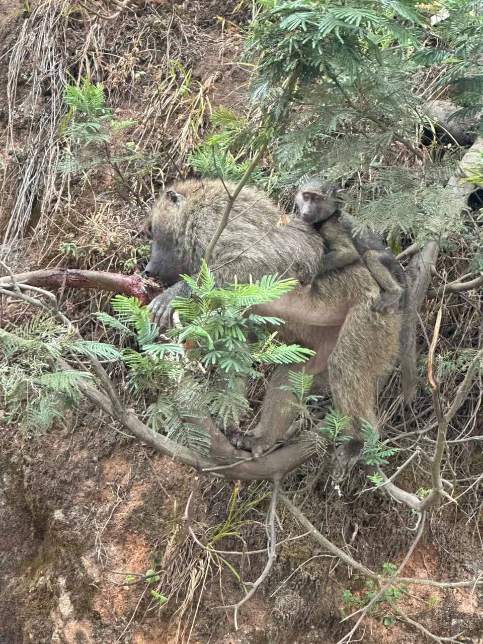 Wildlife along the journey