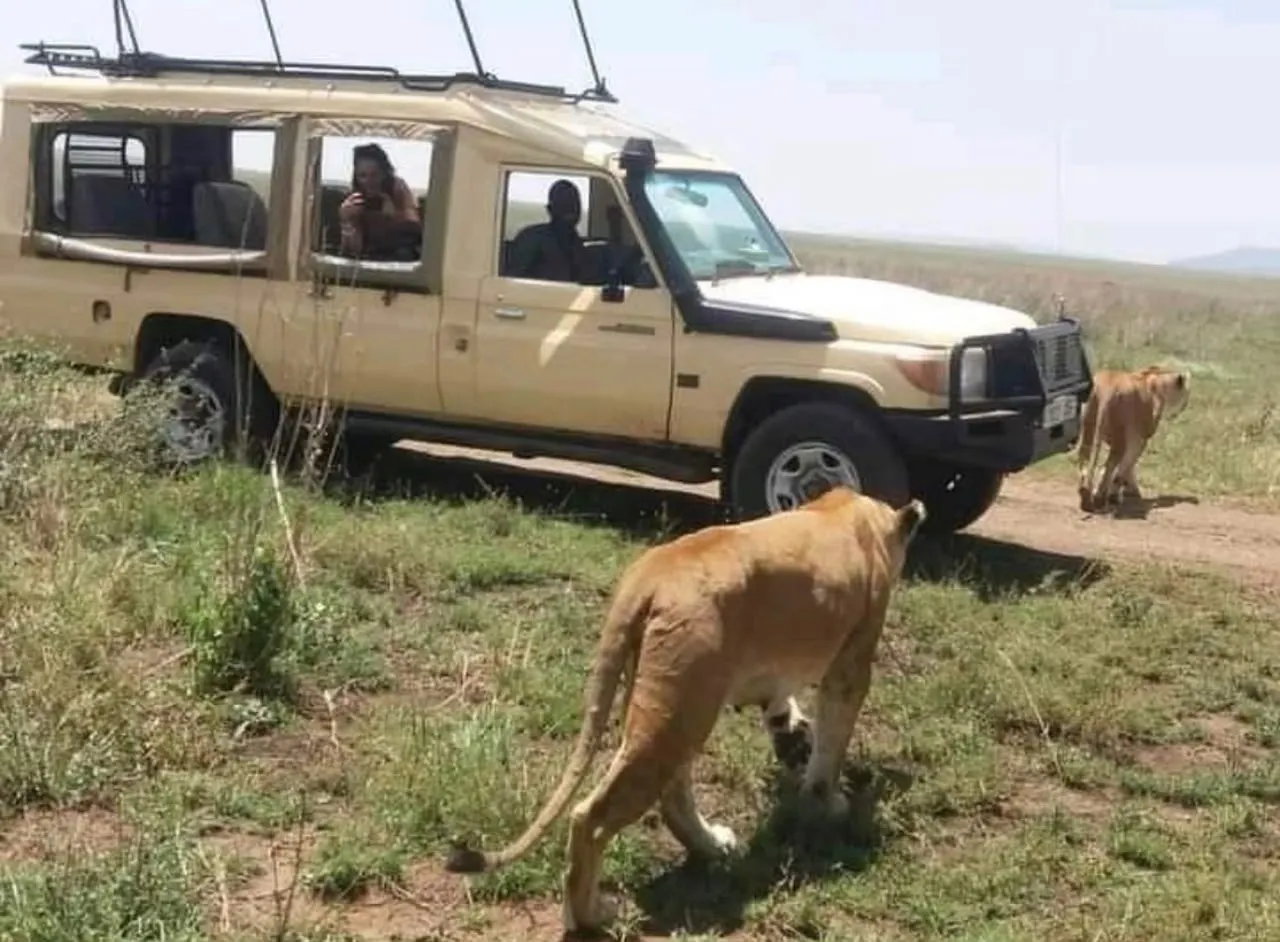 Safari vehicle options